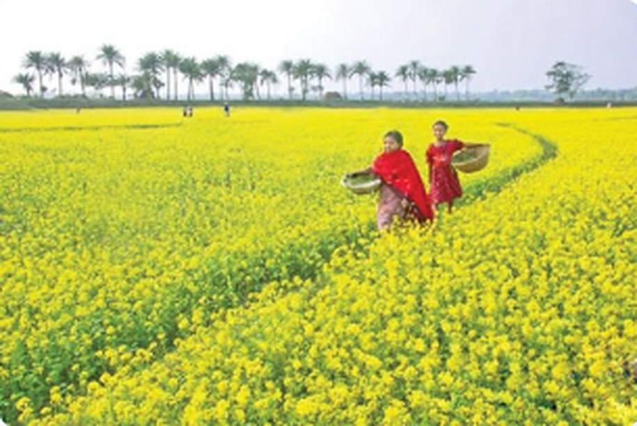সরিষা ক্ষেত